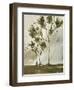 Calli Trees I-Kelsey Hochstatter-Framed Art Print