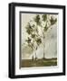 Calli Trees I-Kelsey Hochstatter-Framed Art Print