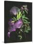 Calliandra Surinamensis II-Melissa Wang-Stretched Canvas