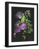 Calliandra Surinamensis II-Melissa Wang-Framed Art Print