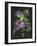 Calliandra Surinamensis II-Melissa Wang-Framed Art Print