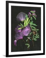 Calliandra Surinamensis II-Melissa Wang-Framed Art Print