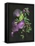 Calliandra Surinamensis II-Melissa Wang-Framed Stretched Canvas