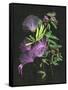 Calliandra Surinamensis II-Melissa Wang-Framed Stretched Canvas