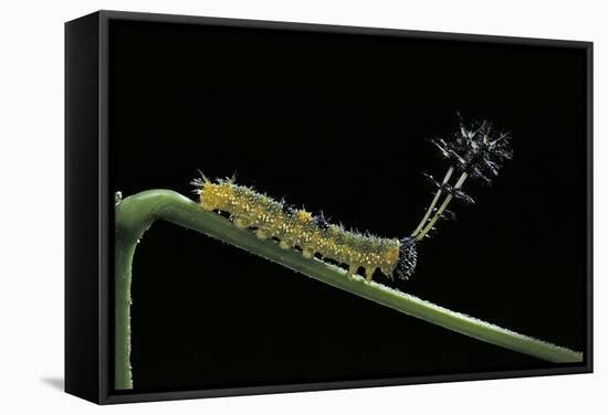 Callicore Cynosura Amazona (Bd Butterfly, Cynosura Eighty-Eight) - Caterpillar with its Barded Spik-Paul Starosta-Framed Stretched Canvas