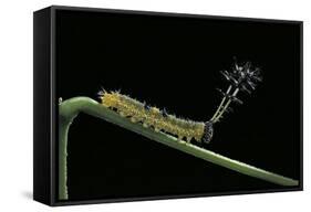 Callicore Cynosura Amazona (Bd Butterfly, Cynosura Eighty-Eight) - Caterpillar with its Barded Spik-Paul Starosta-Framed Stretched Canvas