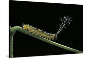 Callicore Cynosura Amazona (Bd Butterfly, Cynosura Eighty-Eight) - Caterpillar with its Barded Spik-Paul Starosta-Stretched Canvas