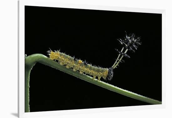 Callicore Cynosura Amazona (Bd Butterfly, Cynosura Eighty-Eight) - Caterpillar with its Barded Spik-Paul Starosta-Framed Photographic Print