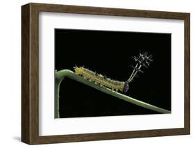 Callicore Cynosura Amazona (Bd Butterfly, Cynosura Eighty-Eight) - Caterpillar with its Barded Spik-Paul Starosta-Framed Photographic Print