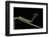 Callicore Cynosura Amazona (Bd Butterfly, Cynosura Eighty-Eight) - Caterpillar with its Barded Spik-Paul Starosta-Framed Photographic Print