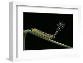 Callicore Cynosura Amazona (Bd Butterfly, Cynosura Eighty-Eight) - Caterpillar with its Barded Spik-Paul Starosta-Framed Photographic Print