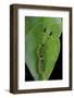Callicore Cynosura Amazona (Bd Butterfly, Cynosura Eighty-Eight) - Caterpillar with its Barded Spik-Paul Starosta-Framed Photographic Print