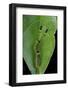 Callicore Cynosura Amazona (Bd Butterfly, Cynosura Eighty-Eight) - Caterpillar with its Barded Spik-Paul Starosta-Framed Photographic Print