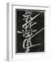 Calligraphy, Japan, 1970-Brett Weston-Framed Photographic Print