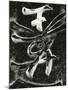 Calligraphy On Tombstone, Hawaii, 1979-Brett Weston-Mounted Photographic Print