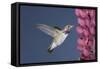 Calliope Hummingbird Male at Lupine Flower-null-Framed Stretched Canvas