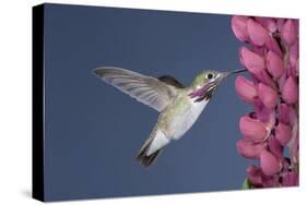 Calliope Hummingbird Male at Lupine Flower-null-Stretched Canvas