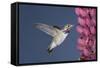 Calliope Hummingbird Male at Lupine Flower-null-Framed Stretched Canvas