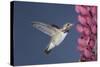 Calliope Hummingbird Male at Lupine Flower-null-Stretched Canvas