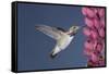 Calliope Hummingbird Male at Lupine Flower-null-Framed Stretched Canvas