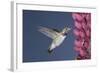 Calliope Hummingbird Male at Lupine Flower-null-Framed Photographic Print