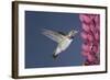 Calliope Hummingbird Male at Lupine Flower-null-Framed Photographic Print