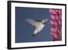 Calliope Hummingbird Male at Lupine Flower-null-Framed Photographic Print