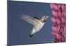 Calliope Hummingbird Male at Lupine Flower-null-Mounted Photographic Print