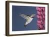 Calliope Hummingbird Male at Lupine Flower-null-Framed Photographic Print