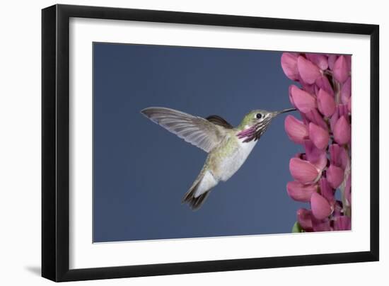 Calliope Hummingbird Male at Lupine Flower-null-Framed Photographic Print