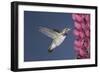 Calliope Hummingbird Male at Lupine Flower-null-Framed Photographic Print