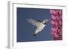 Calliope Hummingbird Male at Lupine Flower-null-Framed Photographic Print