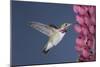 Calliope Hummingbird Male at Lupine Flower-null-Mounted Photographic Print