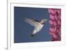 Calliope Hummingbird Male at Lupine Flower-null-Framed Photographic Print