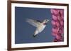 Calliope Hummingbird Male at Lupine Flower-null-Framed Photographic Print