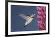 Calliope Hummingbird Male at Lupine Flower-null-Framed Photographic Print