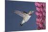 Calliope Hummingbird Male at Lupine Flower-null-Mounted Photographic Print