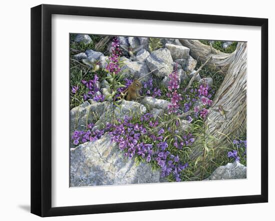 Calliope Hummingbirds-Jeff Tift-Framed Giclee Print