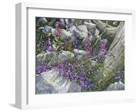 Calliope Hummingbirds-Jeff Tift-Framed Giclee Print