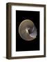 Calliostoma Canaliculata-Paul Starosta-Framed Photographic Print