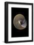 Calliostoma Canaliculata-Paul Starosta-Framed Photographic Print