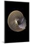 Calliostoma Canaliculata-Paul Starosta-Mounted Photographic Print