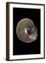 Calliostoma Canaliculata-Paul Starosta-Framed Photographic Print