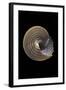 Calliostoma Canaliculata-Paul Starosta-Framed Photographic Print