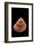 Calliostoma Foveauxana-Paul Starosta-Framed Photographic Print