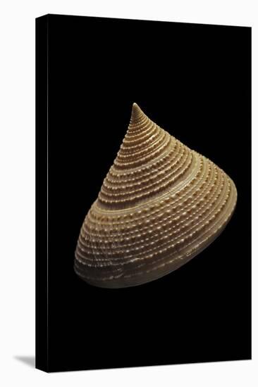 Calliostoma Selecta-Paul Starosta-Stretched Canvas