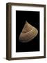 Calliostoma Selecta-Paul Starosta-Framed Photographic Print