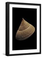 Calliostoma Selecta-Paul Starosta-Framed Photographic Print