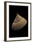 Calliostoma Selecta-Paul Starosta-Framed Photographic Print