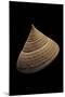 Calliostoma Selecta-Paul Starosta-Mounted Photographic Print